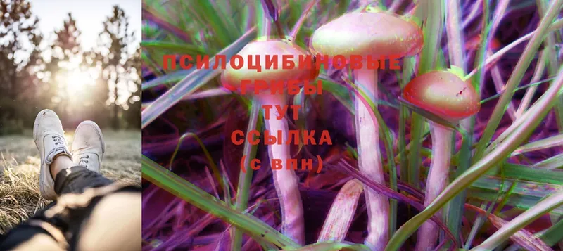 Галлюциногенные грибы Cubensis  блэк спрут онион  Злынка 